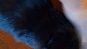 Сибирская кошка Одетта Корона Сибири,  8 лет