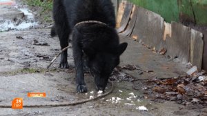 Спасение из ловушки