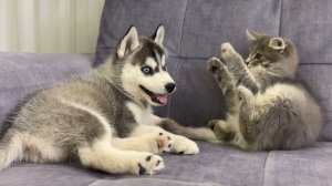 Щенок хаски реагирует на первую встречу с котёнком!