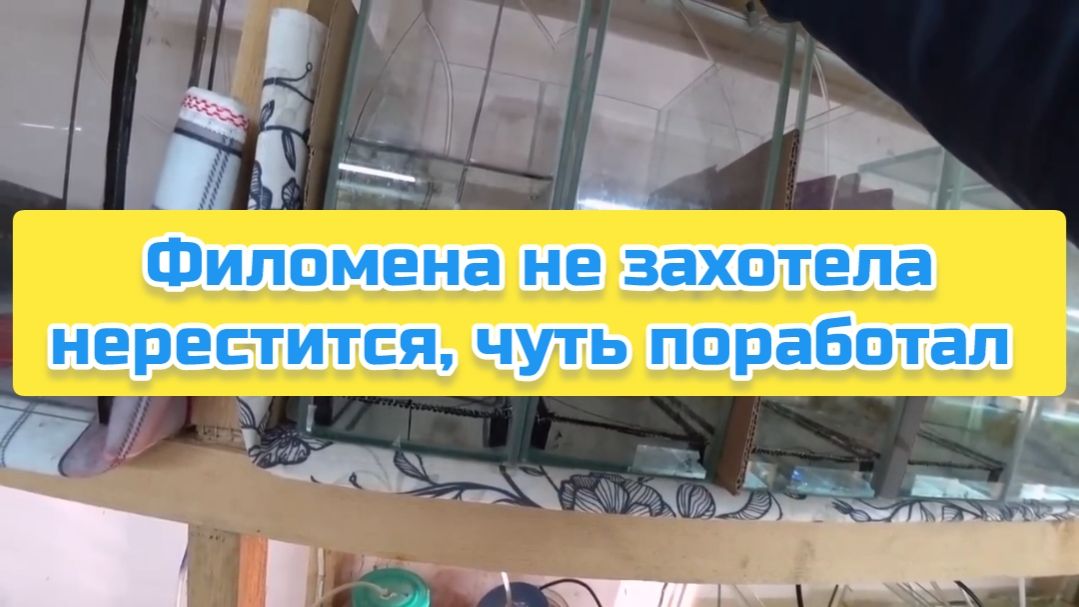 Филомена не захотела нерестится, чуть поработал смотреть онлайн