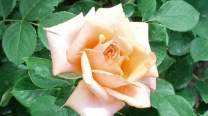 Сильная и элегантная роза. Одна из любимых.