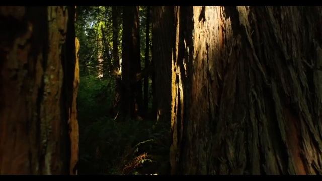 Звук развития Ума