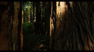 Звук развития Ума