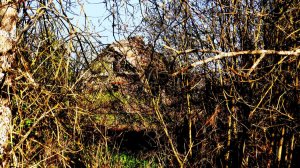 Первре мая. Сухая прощлогодняя трава.