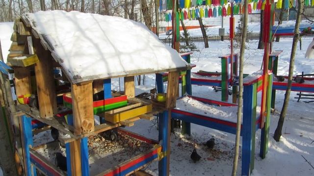 ГОЛУБИ ЛЕНИНСКИЙ ПАРК НА НЕФТЯНИКЕ ХАБАРОВСК 6 января 2025 г (Ролик+Слайд)