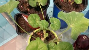 Пеларгонию пока оставляю на балконе.