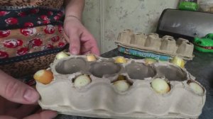 Как вырастить зеленый лук на окне