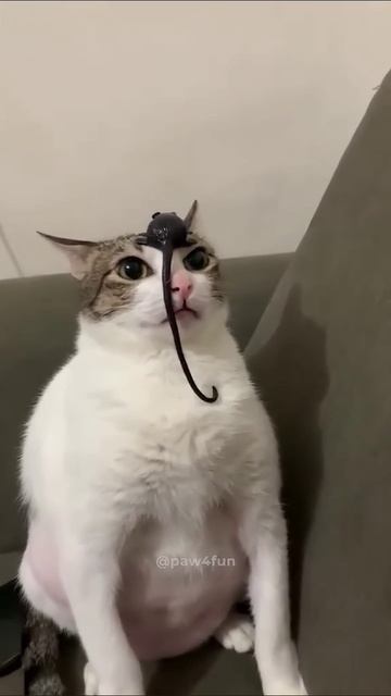 Смешные моменты животных!