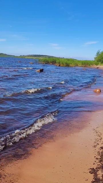 Карелия 2025. Пляжи Видлицы. Июль 2025г (Часть 3) смотреть онлайн