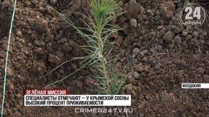 Лес после пожара восстанавливают под феодосийским посёлком Орджоникидзе