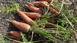 Морковь КОРОЛЕВА ОСЕНИ