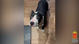 В Новокузнецке перед судом предстанет местный житель за жестокое обращение с собакой