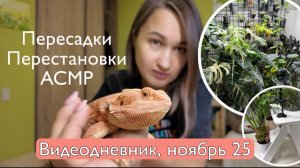 Видеодневник: пересадки, перестановки, активности