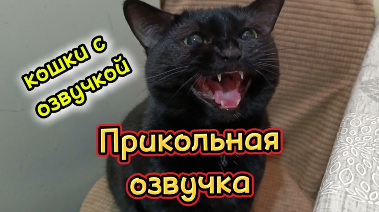 Кошки с озвучкой. Прикольная озвучка