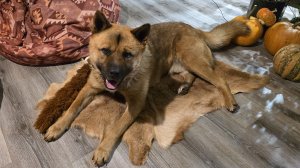 Запись стрима с ютуба от 27.11.25. Часть 1. Болтаем на кухне, угощаем Пса Кубика, гостим в гараже