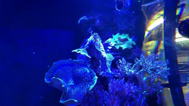 Подводный мир смотреть онлайн