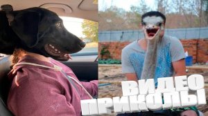 ТОПОВЫЕ ПРИКОЛЫ 2025 \ СМЕШНЫЕ ВИДЕОПРИКОЛЫ \ КАЧЕСТВЕННАЯ ПОДБОРКА ВИДЕОПРИКОЛОВ