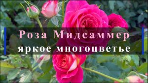 Роза Мидсаммер - яркое многоцветье