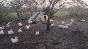 Ура, забетонировали! Ужин. Жизнь станичная на пенсии.