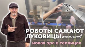 Как машины сажают луковицы тюльпанов : закулисье цветочного производства в Голландии.