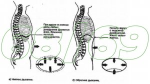 Схема обратного дыхания в целебной позе тайцзицюань