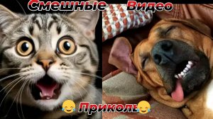Смешные видео приколы|Коты и собаки|Юмор и Приколы.