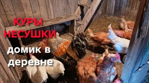 Жизнь в деревне До скольки градусов мороза можно выпускать кур на улицу