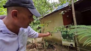 Сад специй в Канди, Шри-Ланка. Увидела как что растёт, посмотрела местные аюрведические масла.