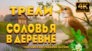 Трели Соловья На Рассвете И Тихий Шум Деревенской Реки - Изменят Ваше Настроение И Подарят Радость.