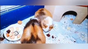 РАССКАЗЫВАЮ О МОРСКИХ СВИНКАХ.