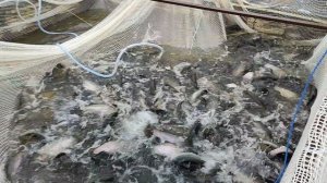 Форель чувствует себя отлично.