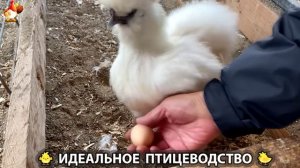 Идеальное птицеводство достойно восхищения 🐓🦆🦢🦚🦃🐔 эпизод (412)