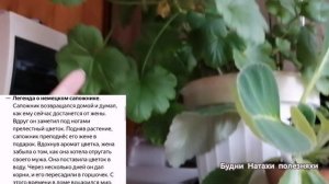 Цветы на балконе до декабря! Легенда Герани.