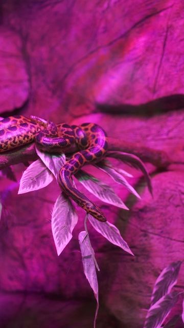 МИЛЛИОН АЛЫХ РОЗ В ПАРКЕ РИВЬЕРА #сочи #риэлтор сочи #жить в сочи #центр сочи #места сочи #ривьера