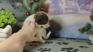 Бетховен нашел НОВЫЙ дом 27/11/25 есть другие щенки #купитьчихуахуапродаю +79215950848