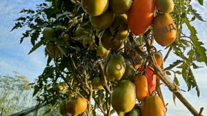 Обзор сорта томата Манго Виладж