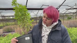 Крыжовник - лучший подарок?