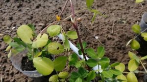 Высаживаем рассаду арахиса в открытый грунт