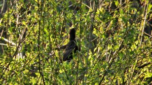 Птицы в кустах