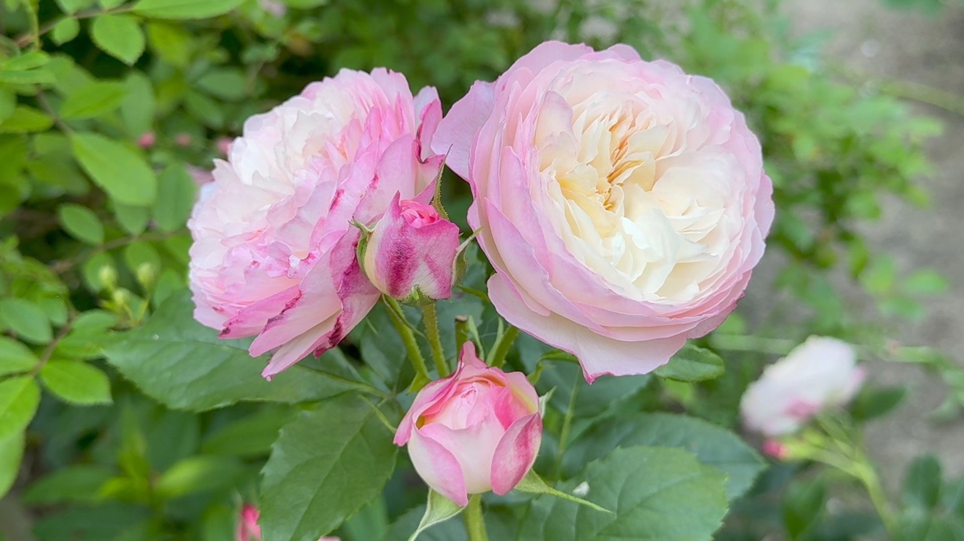 Июль в Саду 14 июля 2025 часть 7