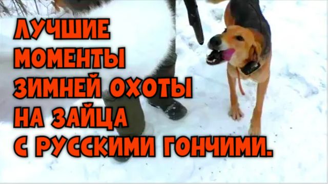 ЛУЧШИЕ МОМЕНТЫ ЗИМНЕЙ ОХОТЫ НА ЗАЙЦА С РУССКИМИ ГОНЧИМИ.#охотасгончей #собака #живот #топ #hunting
