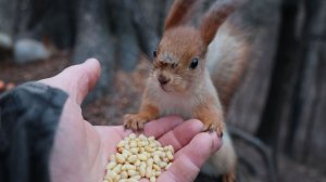 Рыжая прибежала перекусить