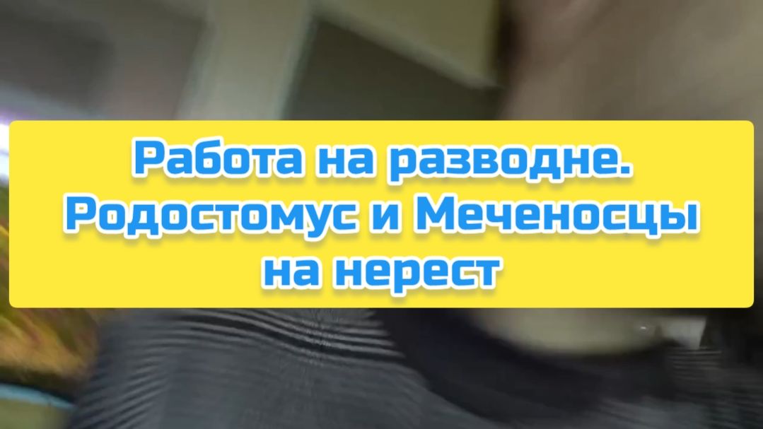 Работа на разводне. Родостомус и Меченосцы на нерест смотреть онлайн