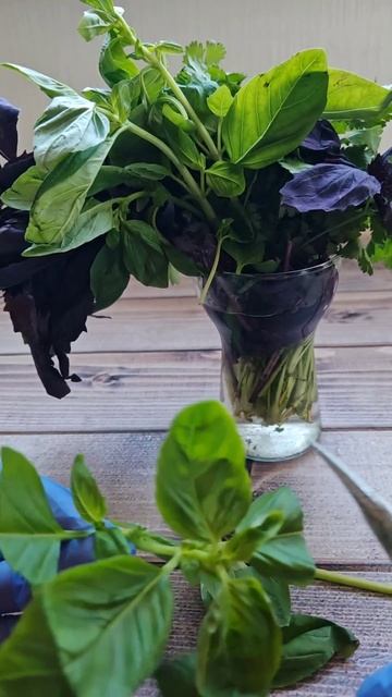 Укоренение базилика: простой домашний способ