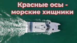 Красные осы. Морские хищники.
