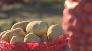 Аграрии Туркменистана собрали большой урожай картофеля