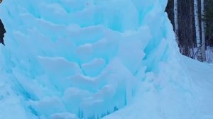 Увидим ли мы ее в этом году? Чудо природы!  Каждый год вот такой высоты, вот такой ширины!