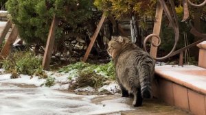 ДНЕВНИК лесного кота БАРСИКА: 28-11-2025