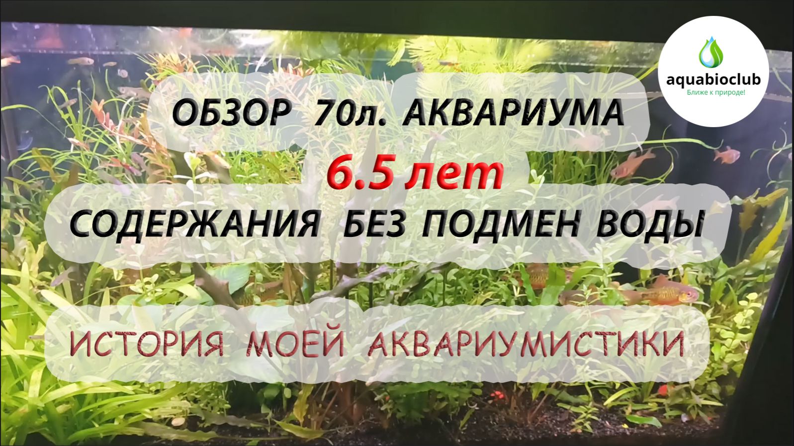 Обзор 70 л. аквариума 6.5 лет содержания без подмен воды.  История моей аквариумистики. смотреть онлайн