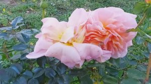 Роза Абрахам Дарби.С черенка за полтора года.